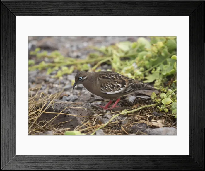 Framed Print : Picture No. 11992744 Framed Print : Picture No. 11992744