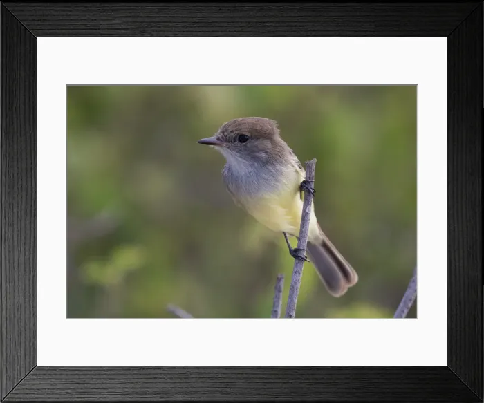 Framed Print : Picture No. 11992745 Framed Print : Picture No. 11992745