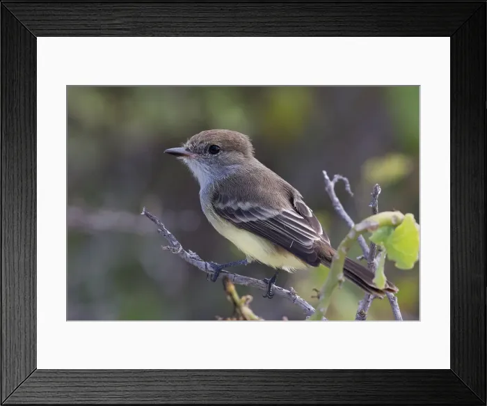 Framed Print : Picture No. 11992746 Framed Print : Picture No. 11992746