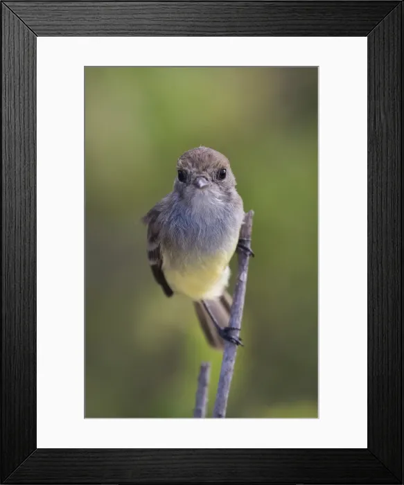 Framed Print : Picture No. 11992747 Framed Print : Picture No. 11992747