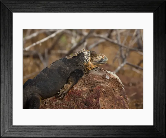 Framed Print : Picture No. 11992749 Framed Print : Picture No. 11992749