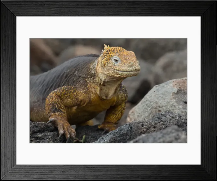 Framed Print : Picture No. 11992750 Framed Print : Picture No. 11992750