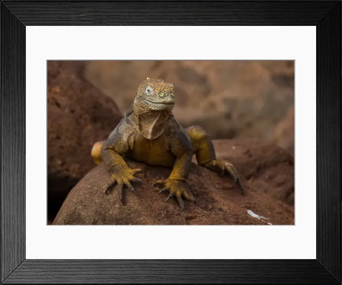Framed Print : Picture No. 11992751 Framed Print : Picture No. 11992751