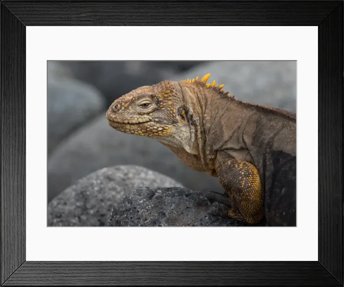 Framed Print : Picture No. 11992752 Framed Print : Picture No. 11992752