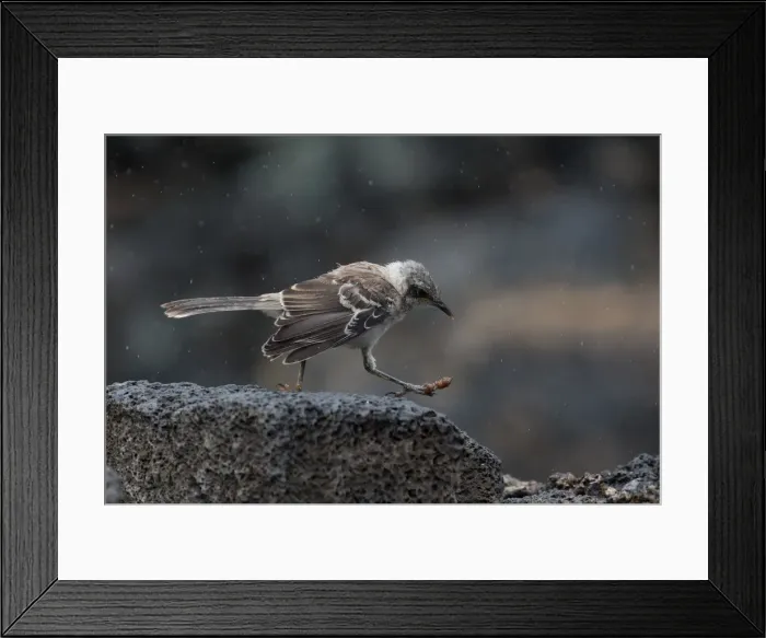 Framed Print : Picture No. 11992754 Framed Print : Picture No. 11992754