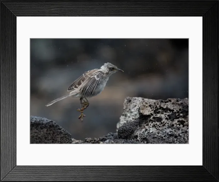 Framed Print : Picture No. 11992755 Framed Print : Picture No. 11992755