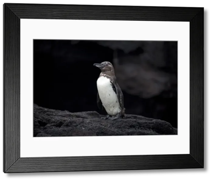 Framed Print : Picture No. 11992756 Framed Print : Picture No. 11992756