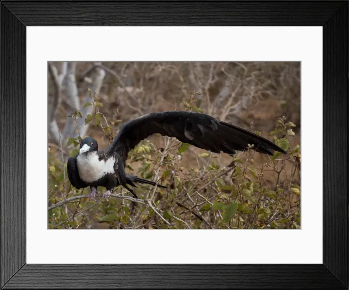 Framed Print : Picture No. 11992757 Framed Print : Picture No. 11992757