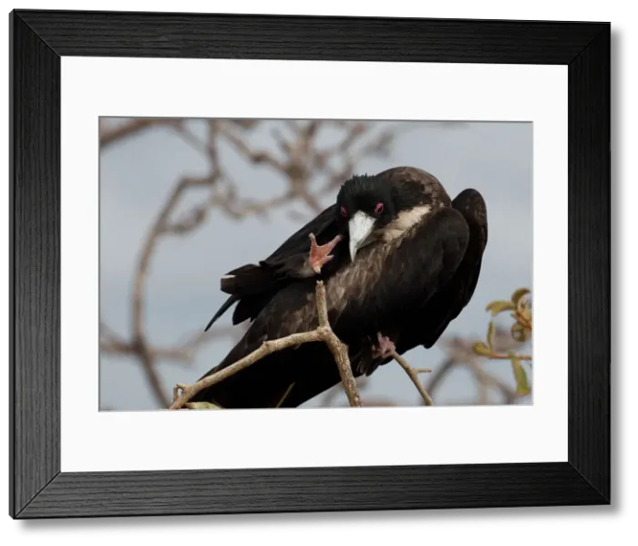 Framed Print : Picture No. 11992758 Framed Print : Picture No. 11992758