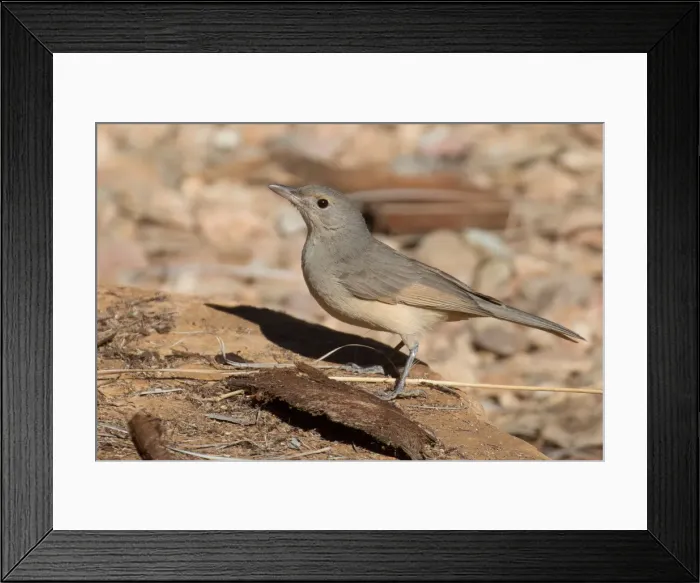 Framed Print : Picture No. 11992759 Framed Print : Picture No. 11992759