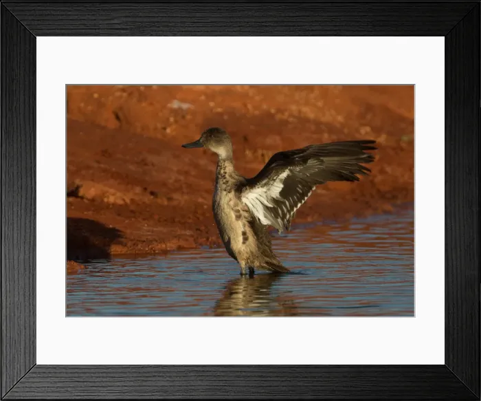 Framed Print : Picture No. 11992760 Framed Print : Picture No. 11992760