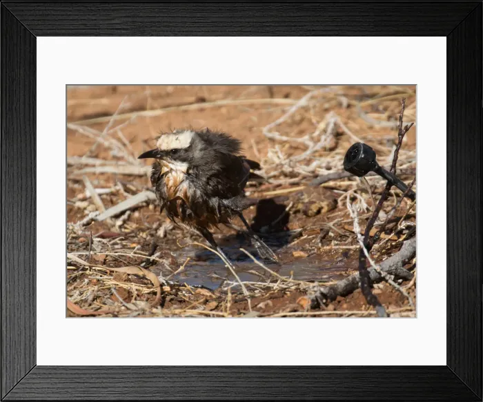 Framed Print : Picture No. 11992761 Framed Print : Picture No. 11992761