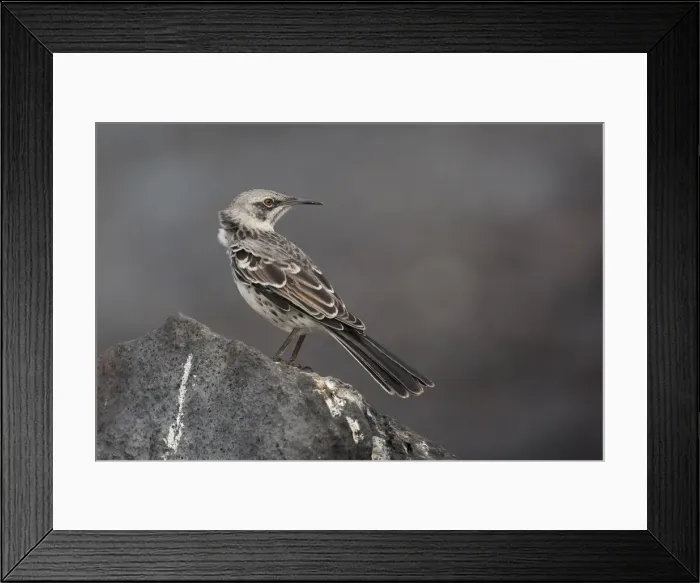 Framed Print : Picture No. 11992762 Framed Print : Picture No. 11992762