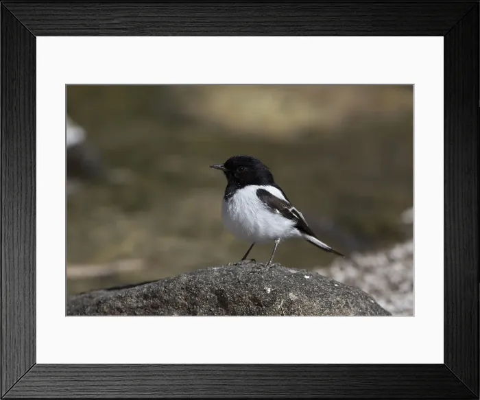 Framed Print : Picture No. 11992764 Framed Print : Picture No. 11992764