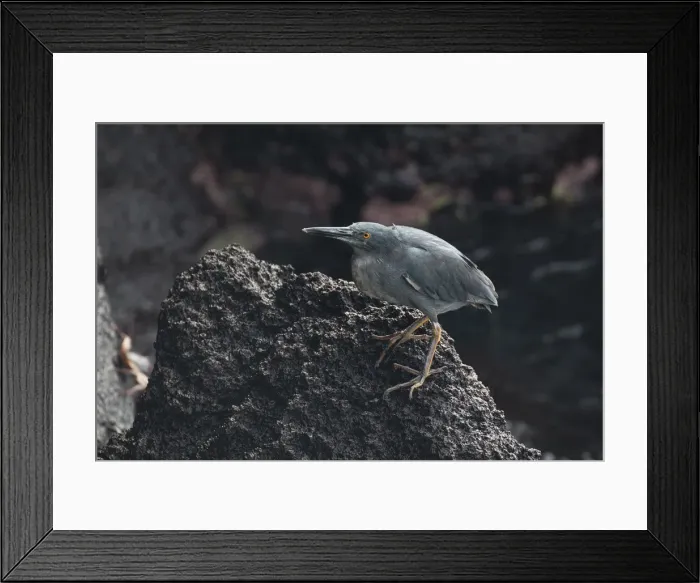 Framed Print : Picture No. 11992765 Framed Print : Picture No. 11992765
