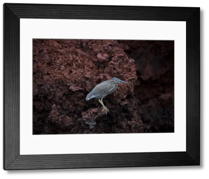 Framed Print : Picture No. 11992766 Framed Print : Picture No. 11992766