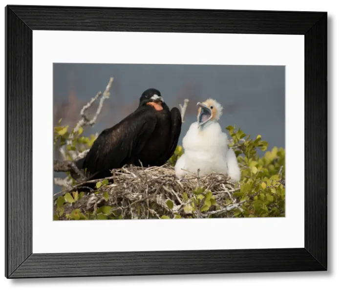 Framed Print : Picture No. 11992770 Framed Print : Picture No. 11992770