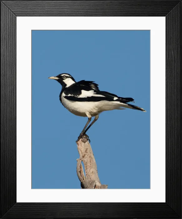 Framed Print : Picture No. 11992771 Framed Print : Picture No. 11992771