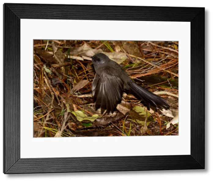 Framed Print : Picture No. 11992772 Framed Print : Picture No. 11992772