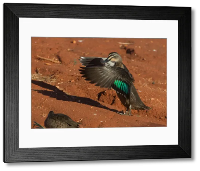 Framed Print : Picture No. 11992773 Framed Print : Picture No. 11992773