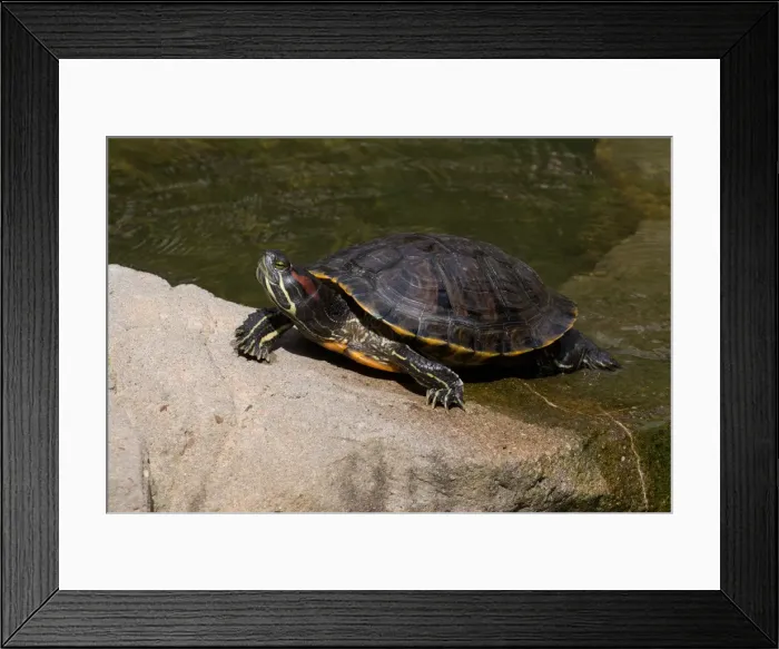 Framed Print : Picture No. 11992775 Framed Print : Picture No. 11992775