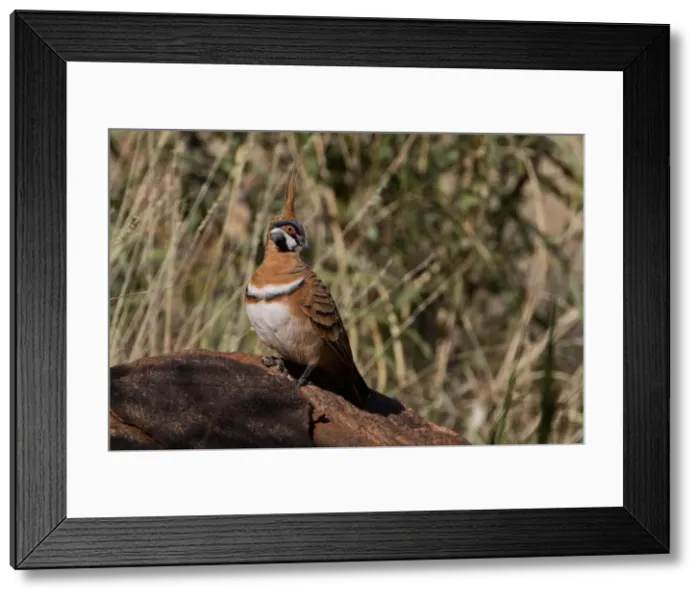 Framed Print : Picture No. 11992778 Framed Print : Picture No. 11992778