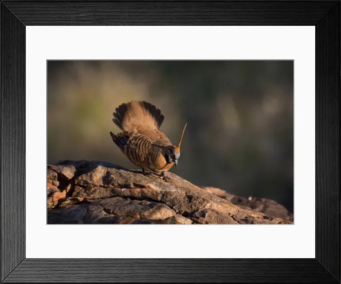 Framed Print : Picture No. 11992777 Framed Print : Picture No. 11992777