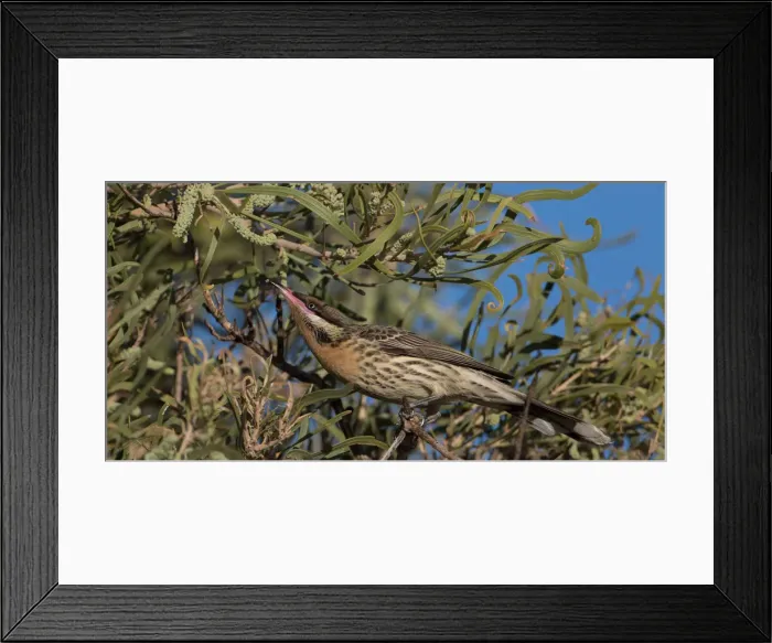 Framed Print : Picture No. 11992779 Framed Print : Picture No. 11992779
