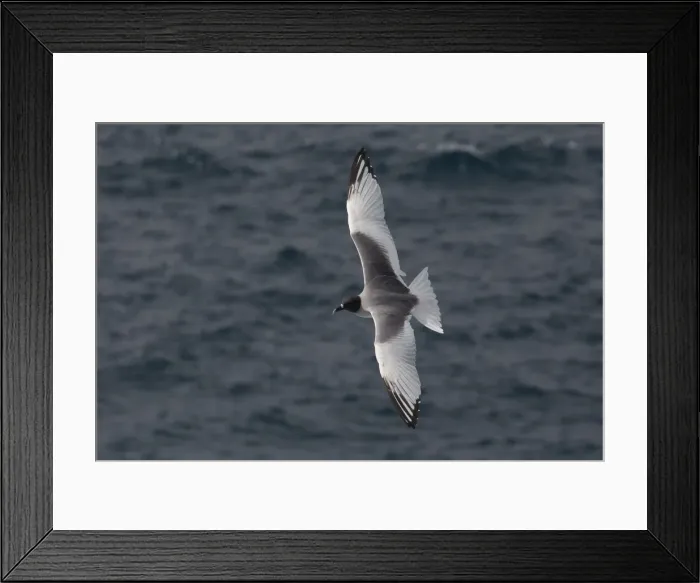 Framed Print : Picture No. 11992781 Framed Print : Picture No. 11992781
