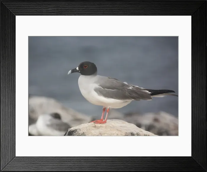 Framed Print : Picture No. 11992780 Framed Print : Picture No. 11992780