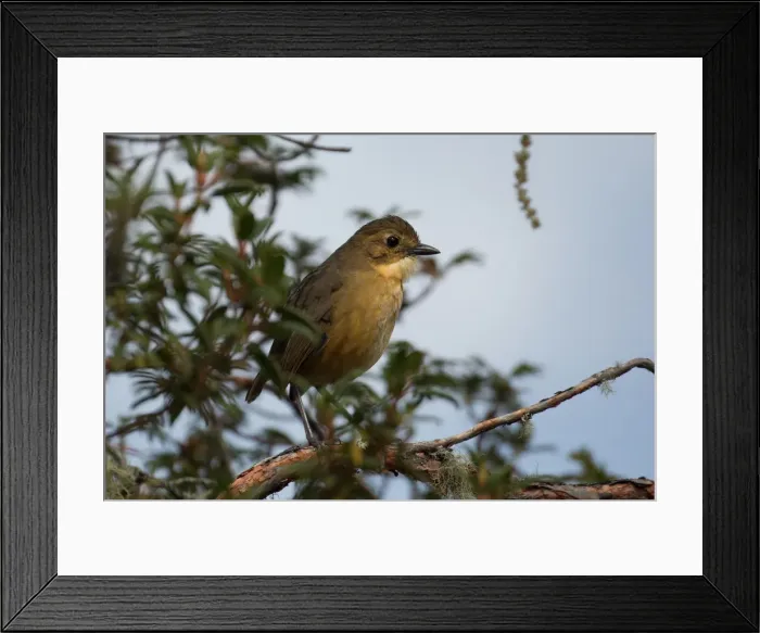Framed Print : Picture No. 11992782 Framed Print : Picture No. 11992782