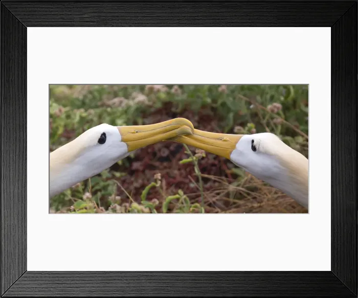 Framed Print : Picture No. 11992784 Framed Print : Picture No. 11992784