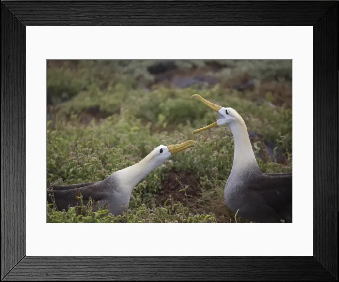 Framed Print : Picture No. 11992783 Framed Print : Picture No. 11992783