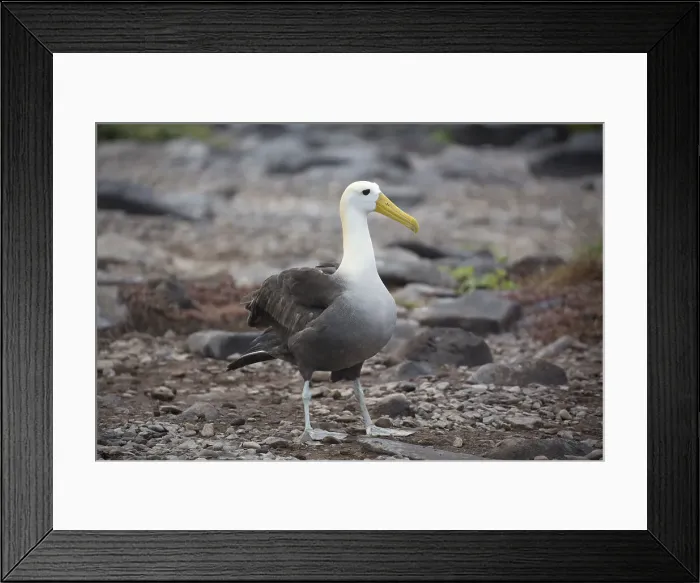 Framed Print : Picture No. 11992785 Framed Print : Picture No. 11992785