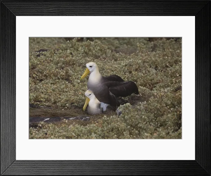 Framed Print : Picture No. 11992786 Framed Print : Picture No. 11992786