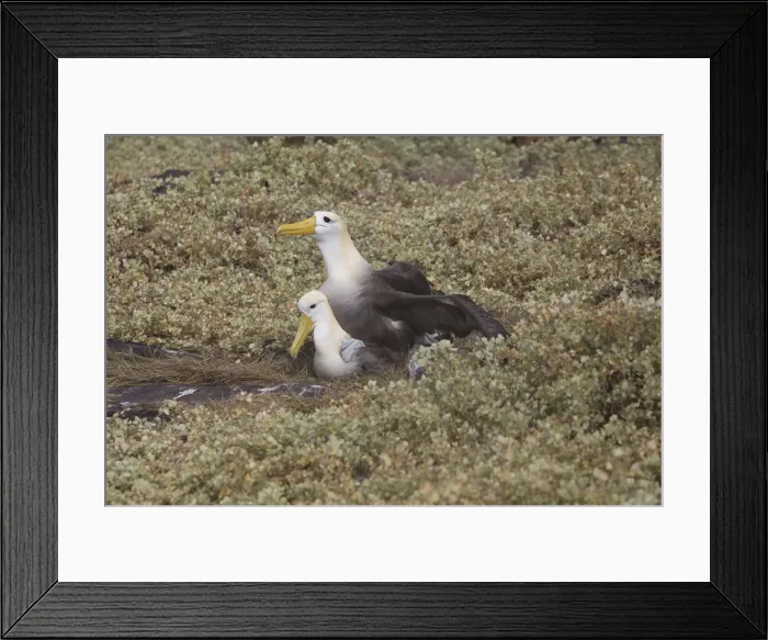 Framed Print : Picture No. 11992787 Framed Print : Picture No. 11992787