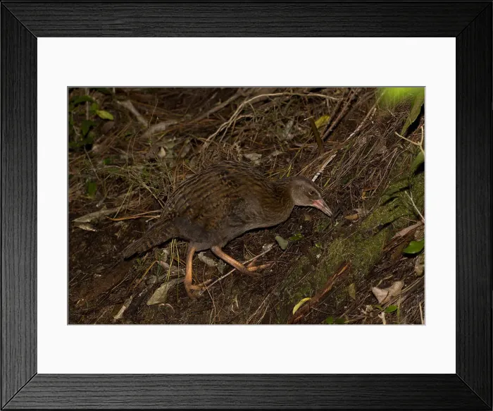 Framed Print : Picture No. 11992788 Framed Print : Picture No. 11992788