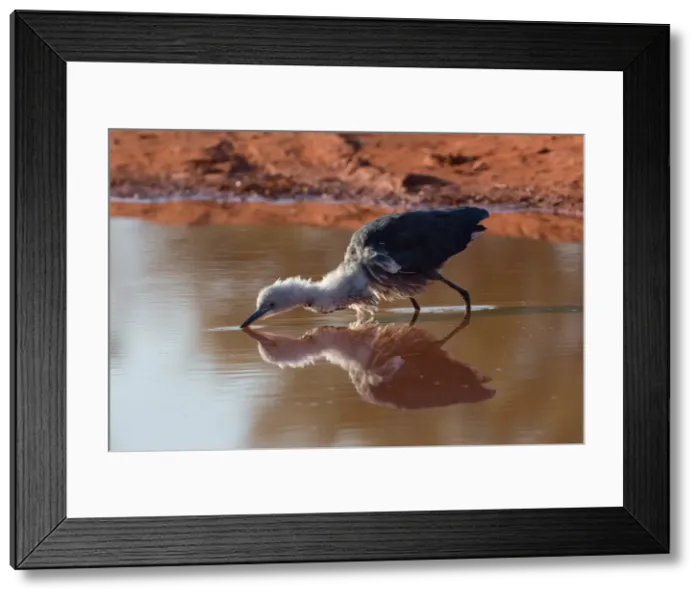 Framed Print : Picture No. 11992789 Framed Print : Picture No. 11992789