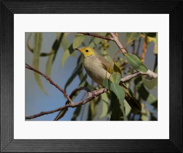 Framed Print : Picture No. 11992790 Framed Print : Picture No. 11992790