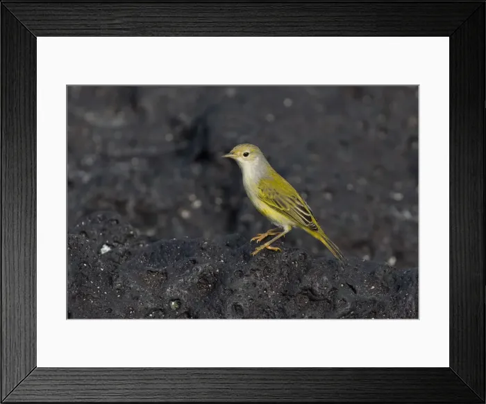 Framed Print : Picture No. 11992791 Framed Print : Picture No. 11992791