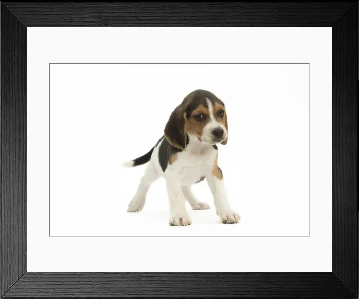 Framed Print : Picture No. 11991651 Framed Print : Picture No. 11991651