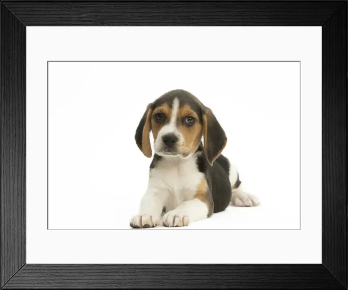 Framed Print : Picture No. 11991650 Framed Print : Picture No. 11991650