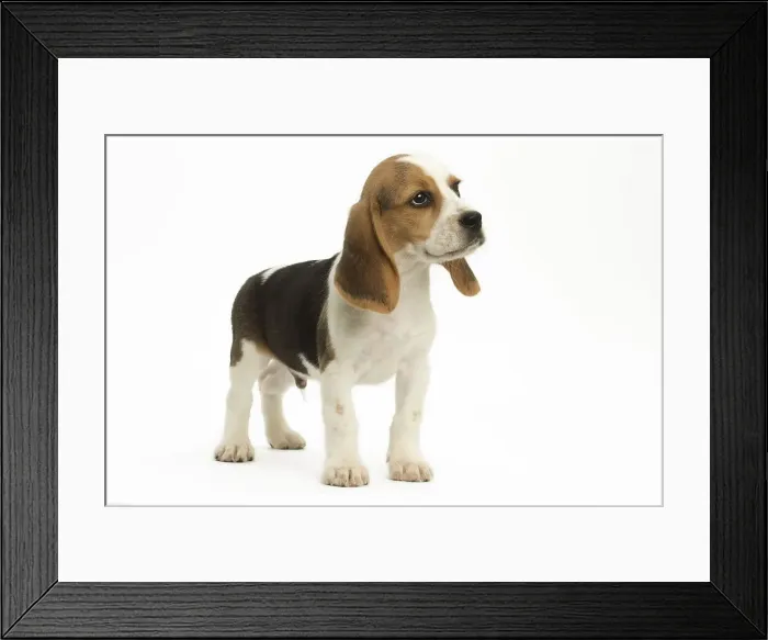 Framed Print : Picture No. 11991653