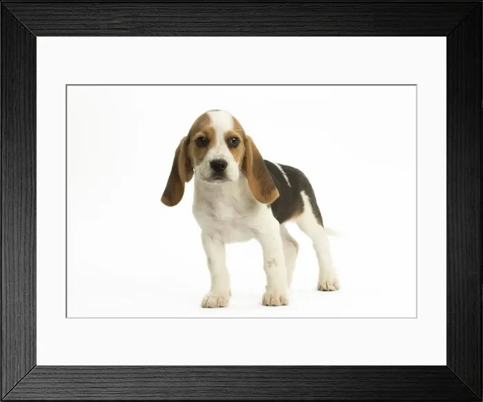 Framed Print : Picture No. 11991655 Framed Print : Picture No. 11991655