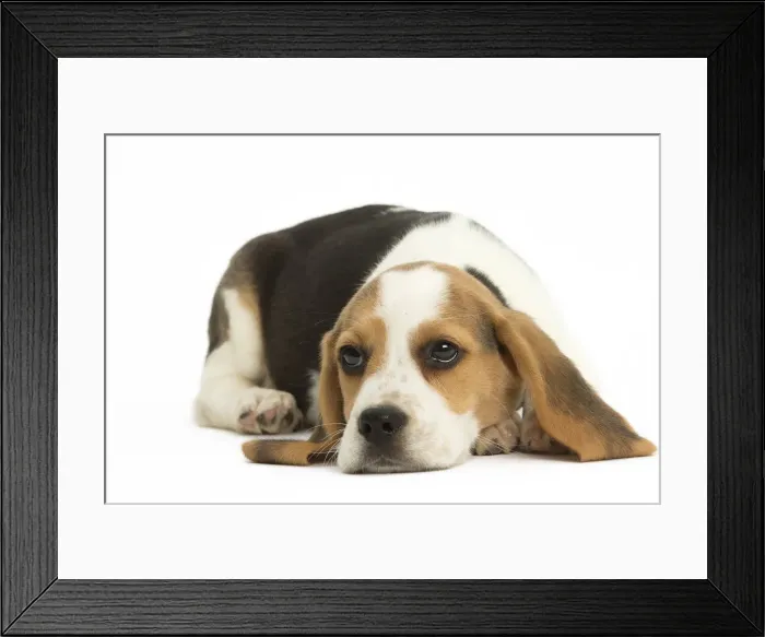 Framed Print : Picture No. 11991654 Framed Print : Picture No. 11991654