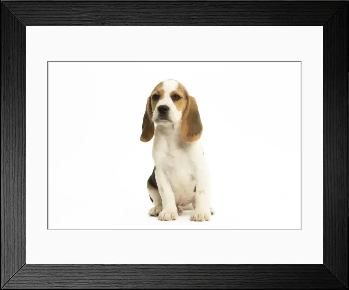Framed Print : Picture No. 11991664 Framed Print : Picture No. 11991664