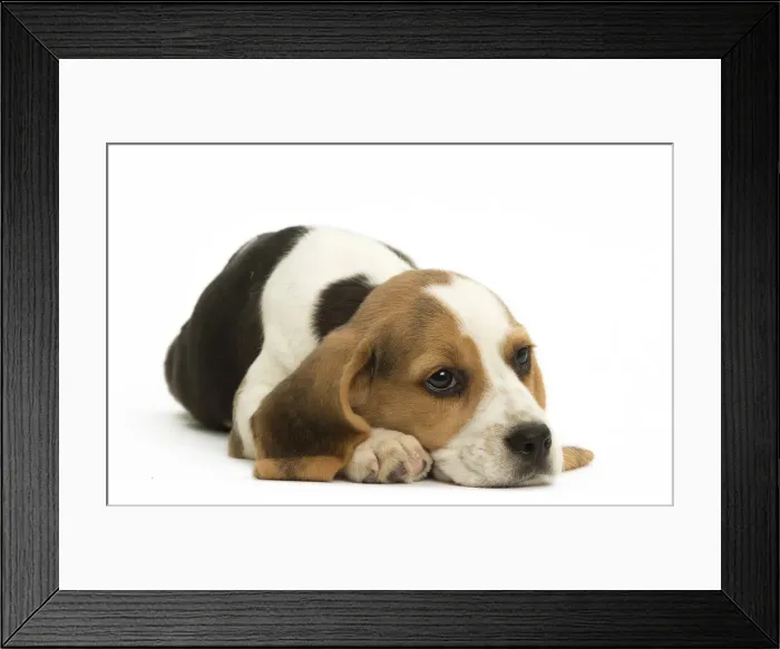Framed Print : Picture No. 11991665 Framed Print : Picture No. 11991665