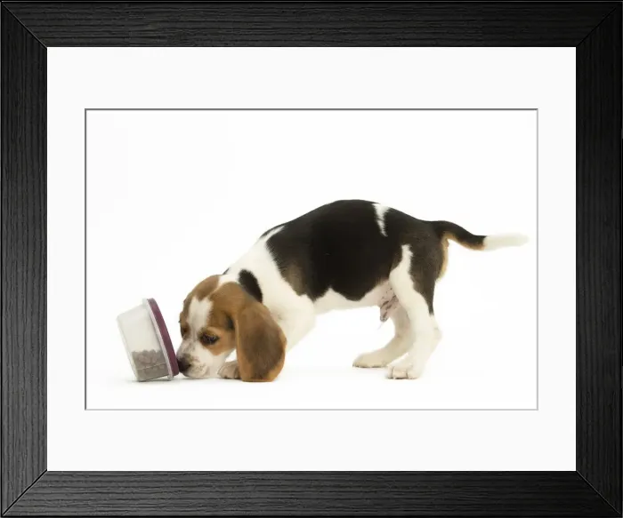 Framed Print : Picture No. 11991667 Framed Print : Picture No. 11991667