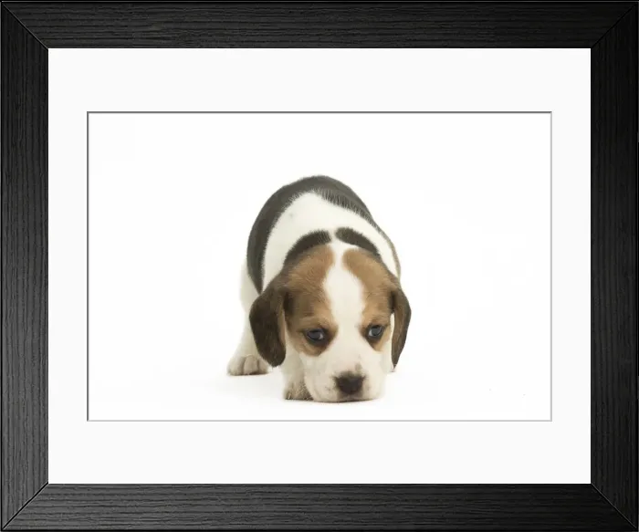 Framed Print : Picture No. 11991669 Framed Print : Picture No. 11991669