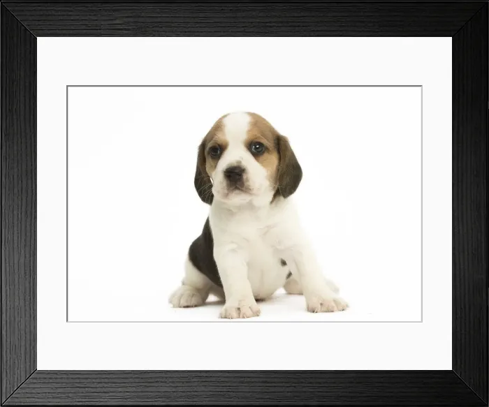 Framed Print : Picture No. 11991670 Framed Print : Picture No. 11991670